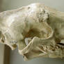 Hoplophoneus skull