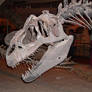 Allosaurus skull stock