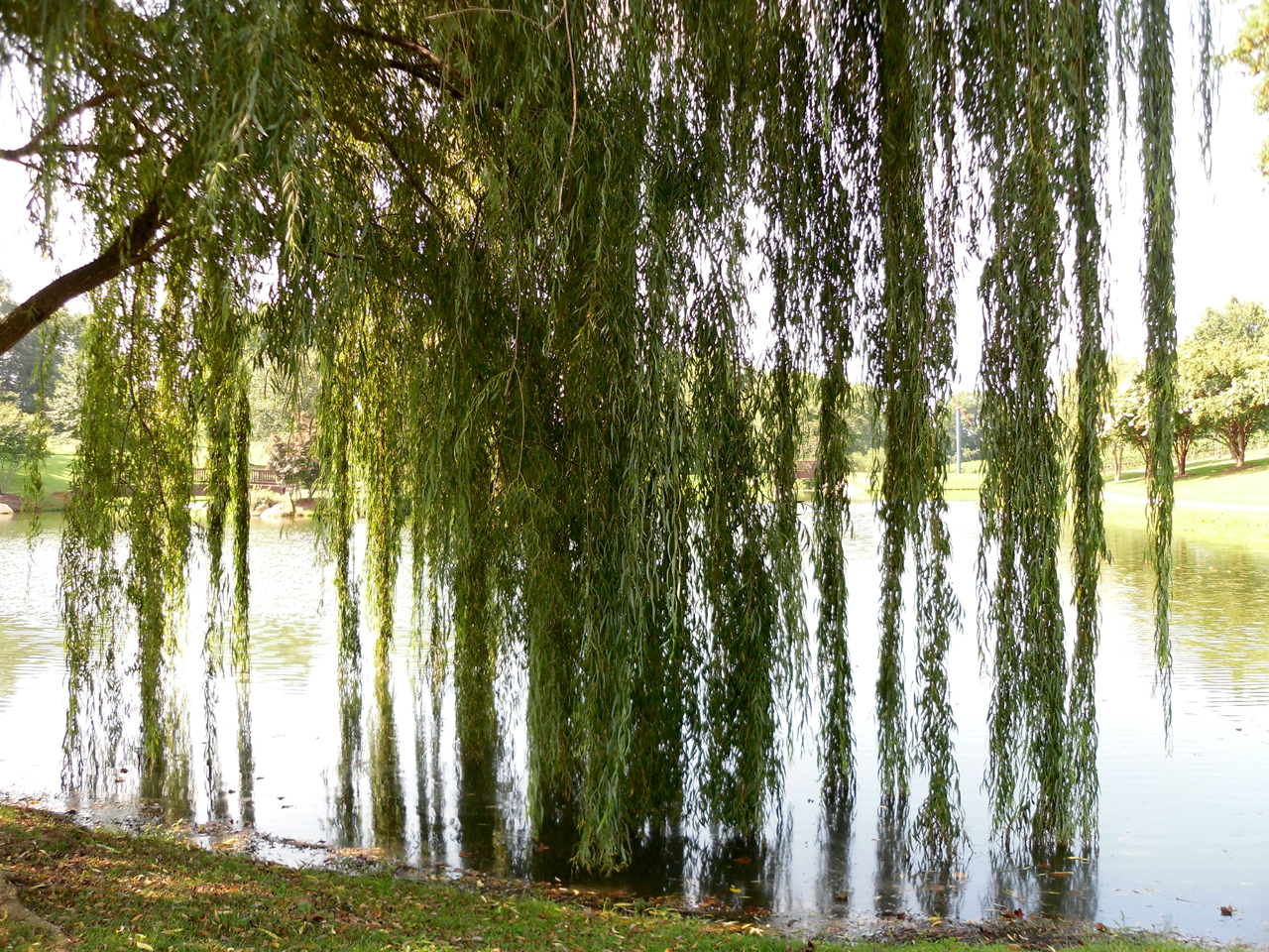 Willow Tree Pond 4