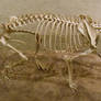 Aelurodon Fossil Dog 1