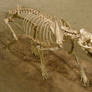 Aelurodon Fossil Dog 2