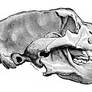 Cave Bear - Ursus spelaeus skull