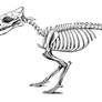 Hyaenodon cruentus skeleton