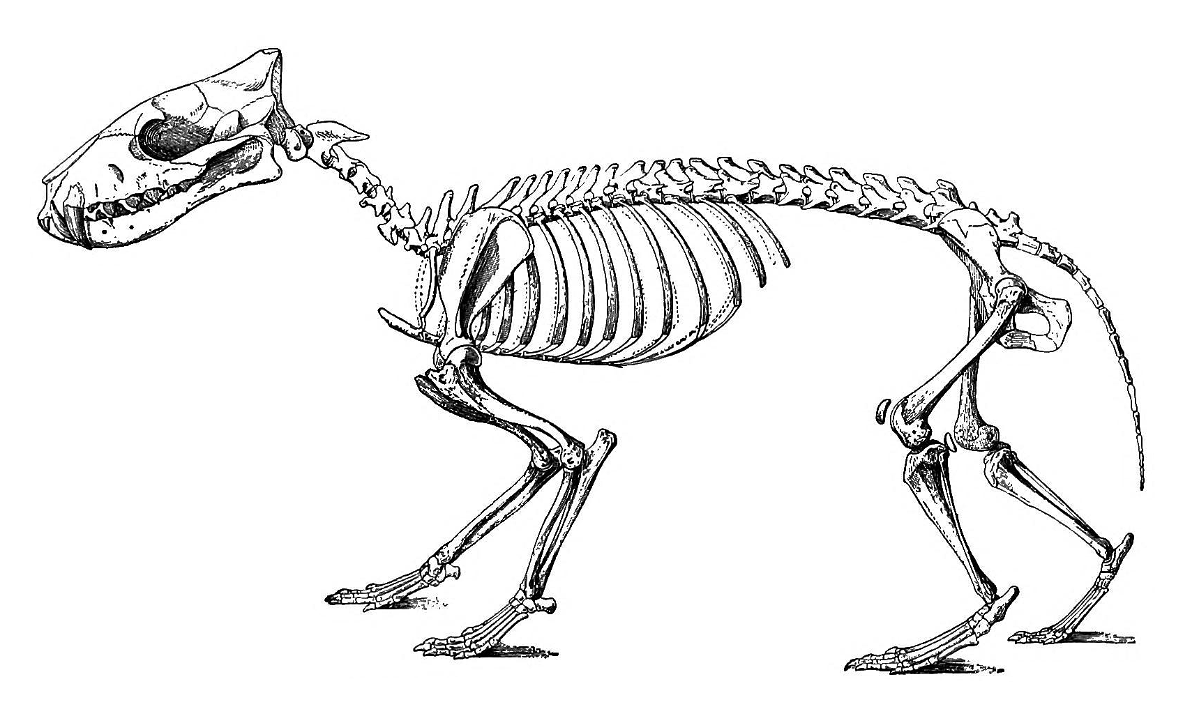 Hyaenodon cruentus skeleton