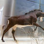 Sable Antelope stock