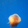 Jellyfish stock 1