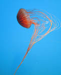 Jellyfish stock 2