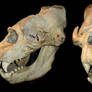 Elephant Seal skull stock