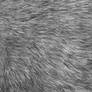 Mixed Gray Fur stock 2