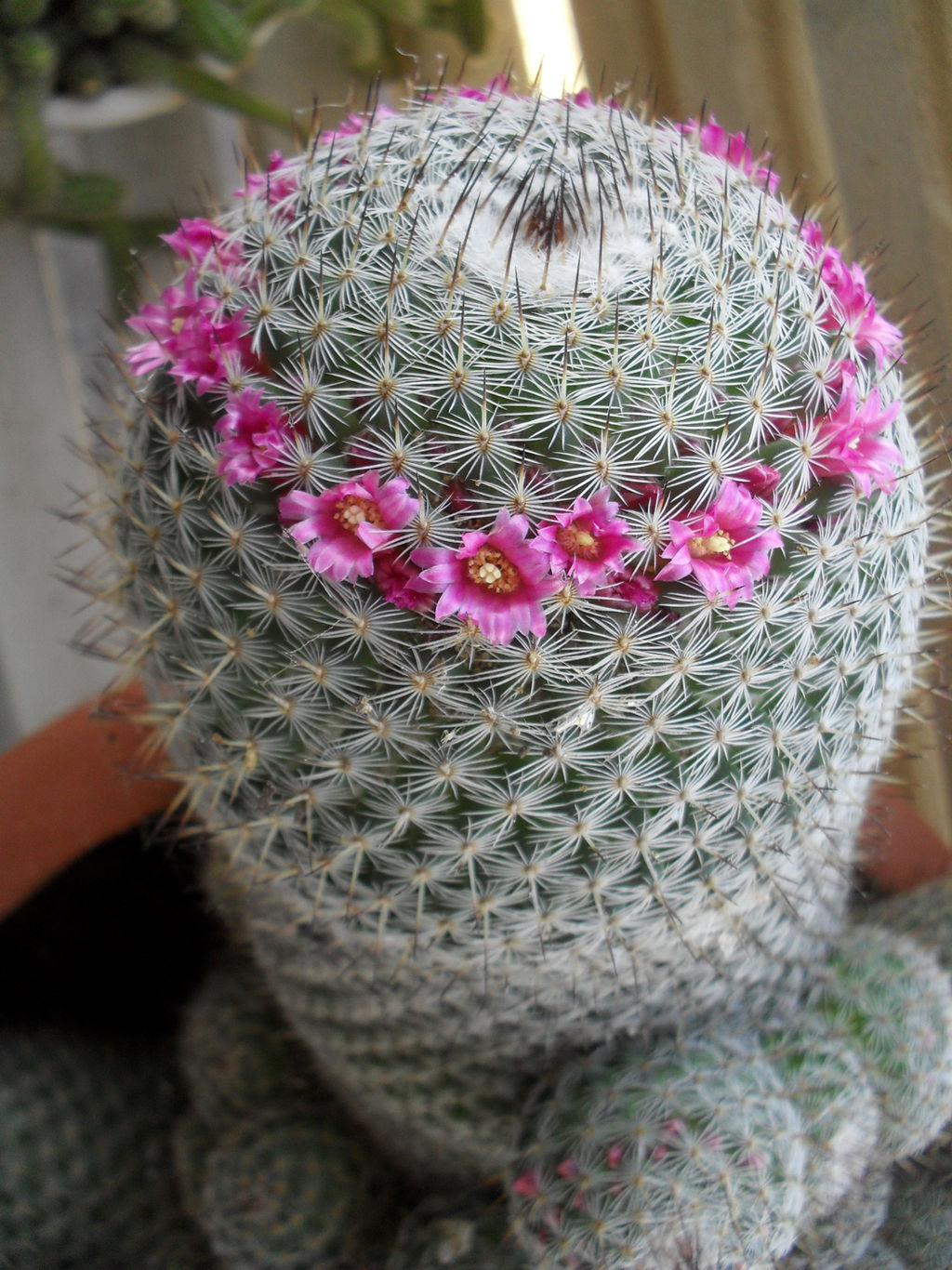 Flowering Cactus stock