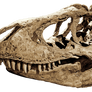 Tyrannosaurus Skull Stock