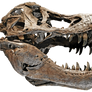 Tyrannosaurus Skull Stock 2
