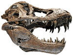 Tyrannosaurus Skull Stock 2