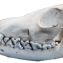 Fox Skull Stock