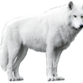 White Wolf Isolated Stock