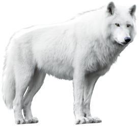 White Wolf Isolated Stock