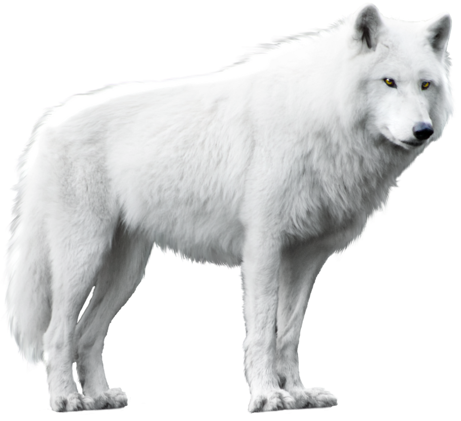 Arctic Wolf Png Stock Illustrations – 6 Arctic Wolf Png Stock