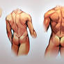 Male Back Study