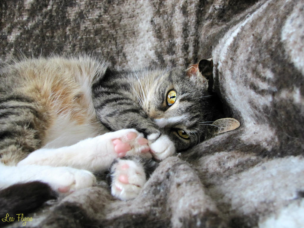 Napper by Greeneyedleopard on DeviantArt
