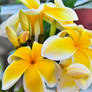 Yellow Plumeria