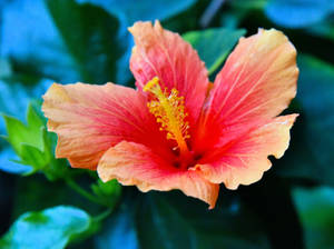 Newly Arrived Hibiscus