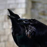 Huginn and Muninn Sing a Duet