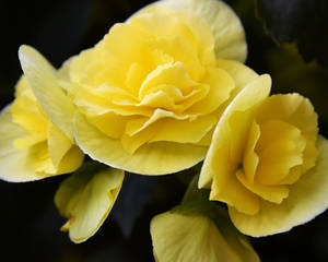 Yellow Begonias by MotorCrazy