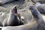 Elephant Seals of Cambria by MotorCrazy