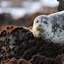 Harbor Seal On The Rocks