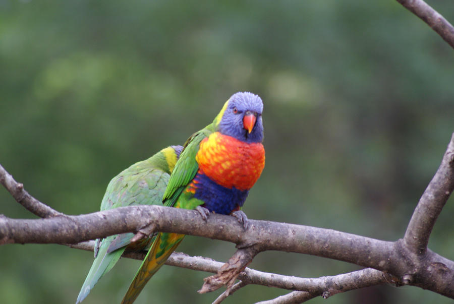 Rainbow Lorikeet 9