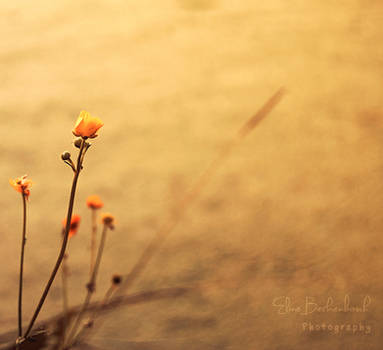 Composure by xOronar