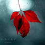 Red Moon