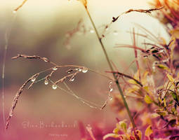 Dewdrops