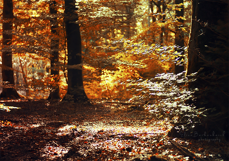 Golden Forest