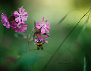Bumblebee by xOronar Bumblebee by xOronar