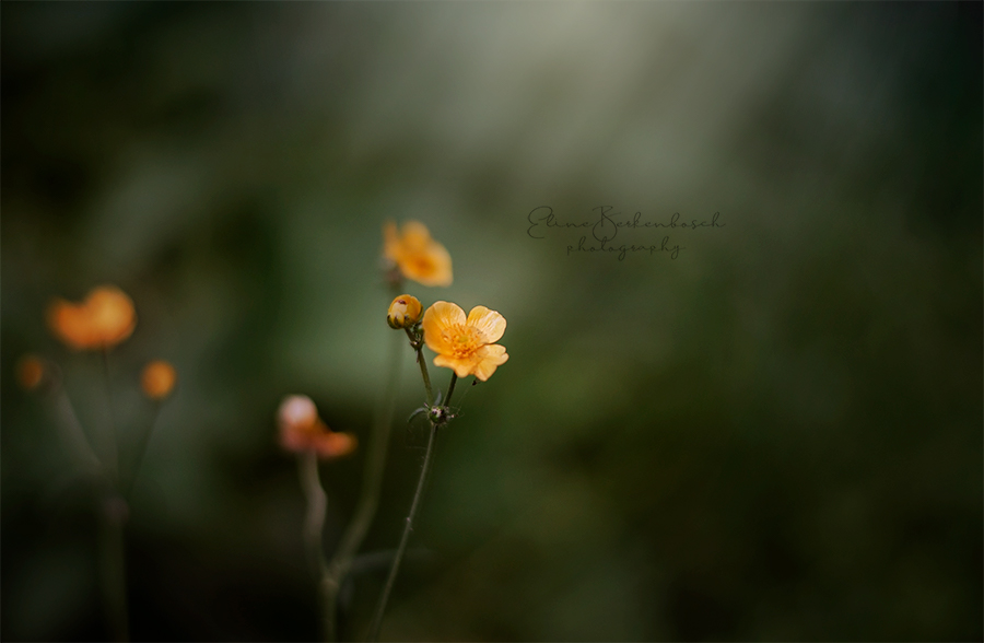 Alone in the dark by xOronar Alone in the dark by xOronar