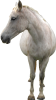 White Horse PNG