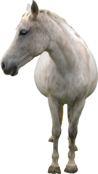 White Horse PNG