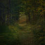 Forest Premade Background