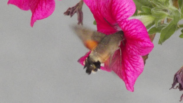 Papillon Colibri - HummingBird Hawk Moth