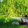 Under the old willow were we used to meet
