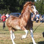 welsh cob