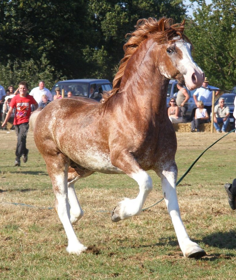 welsh cob