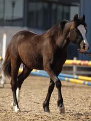 removed tack filly by suuslovertje