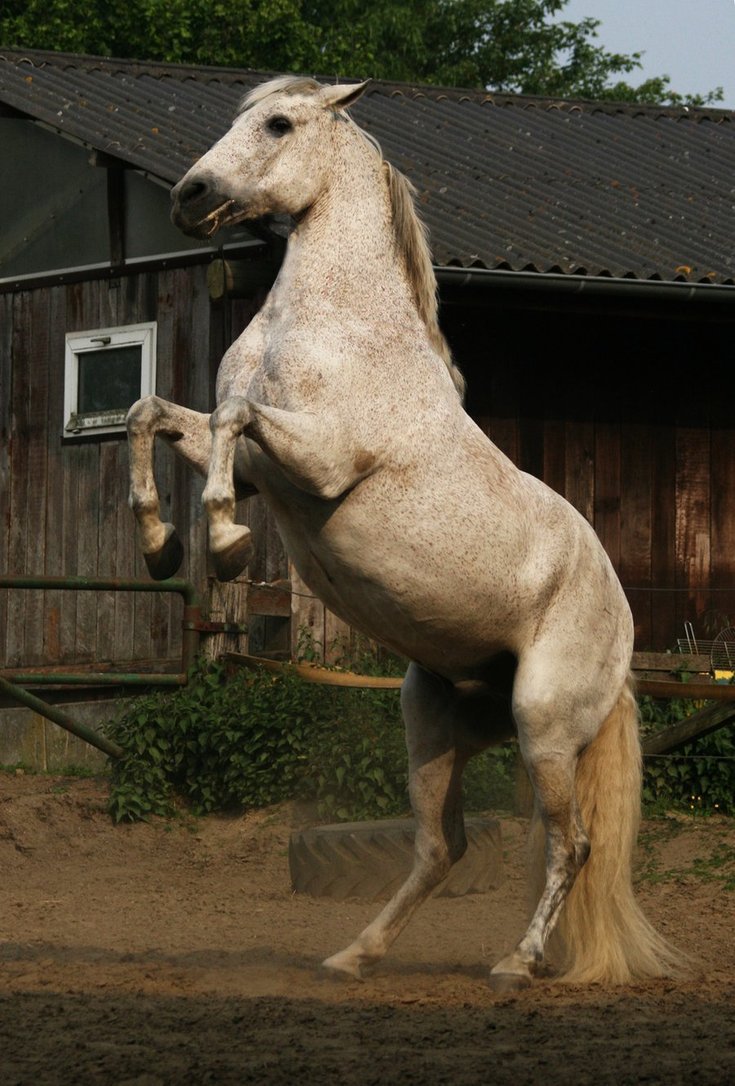 removed tack andalusian II