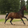 brown sport horse