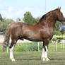 removed tack welsh cob stallion