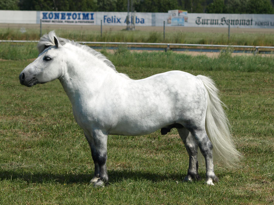 removed tack shetland stallion