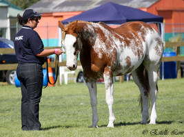 Chestnut Ovaro