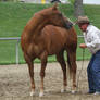 Chestnut Appaloosa Mare